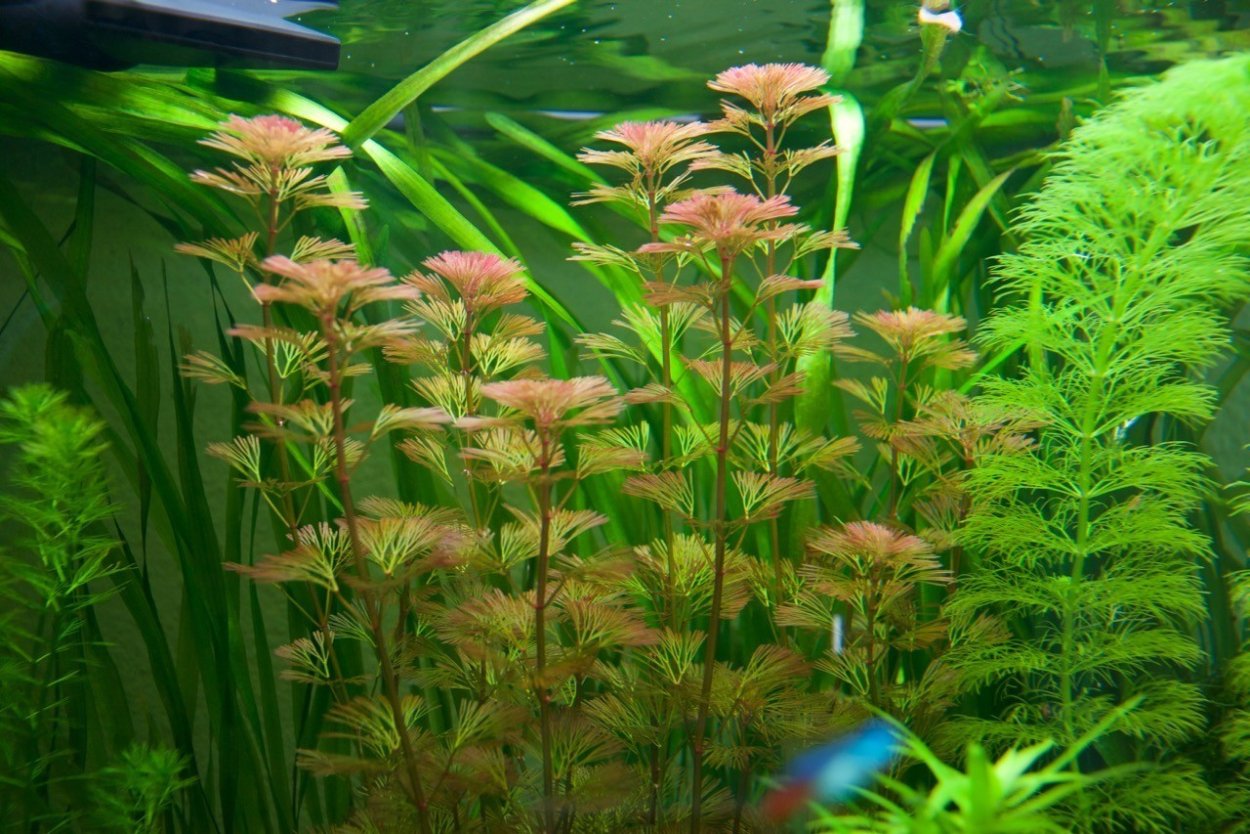 Элодея, Перистолистник