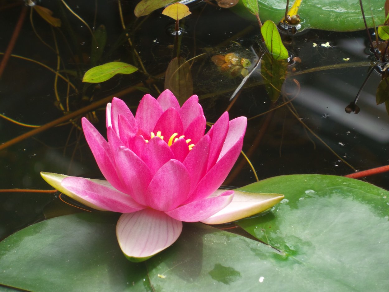 Кувшинки в Африке