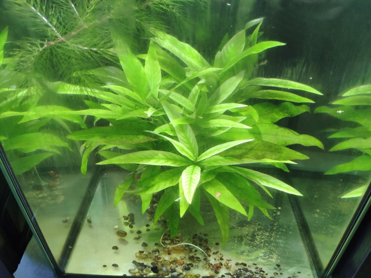 Иволистник лимонный аквариумное растение