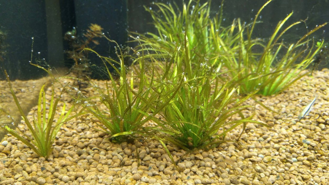 Бликса новозеландская