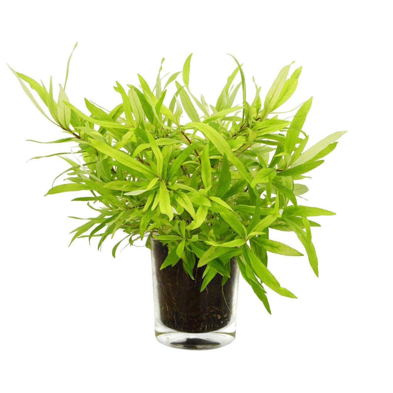 Гигрофила иволистная