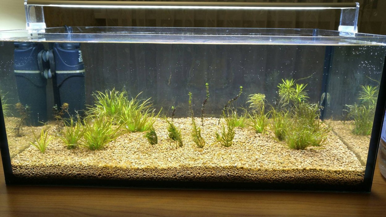 Оформление аквариума Бликсой