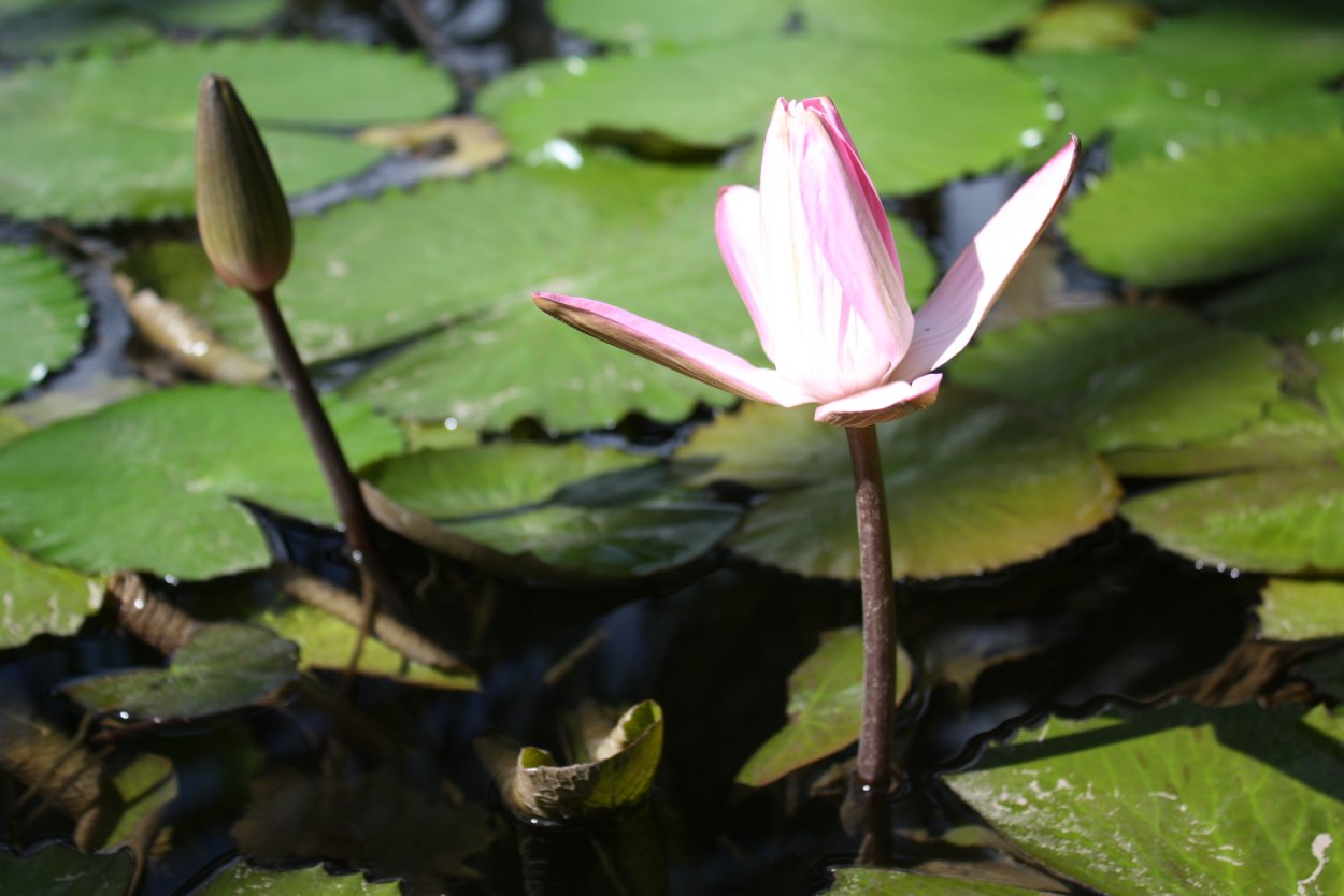 Нимфея макрандра. Nuphar lutea. Кубышка жёлтая. Гидрофиты.