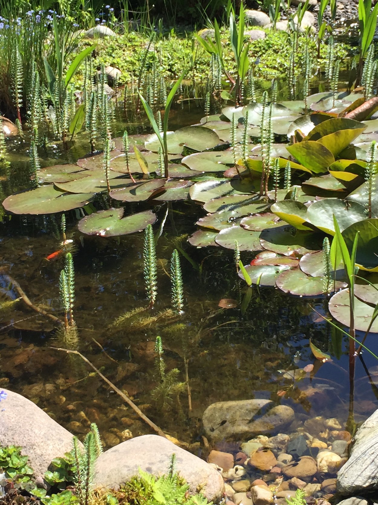 Водокрас, Лотос водные растения