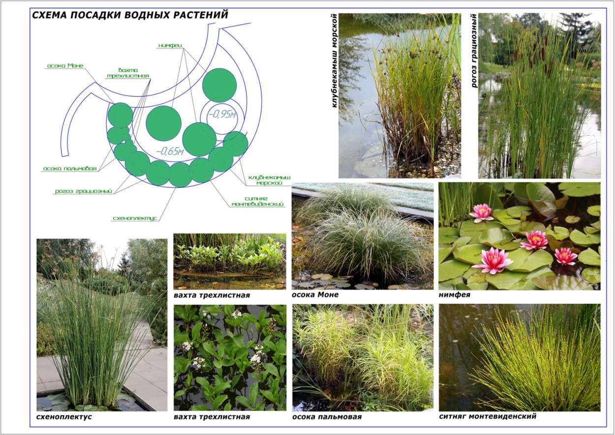 Суккулент кувшинка