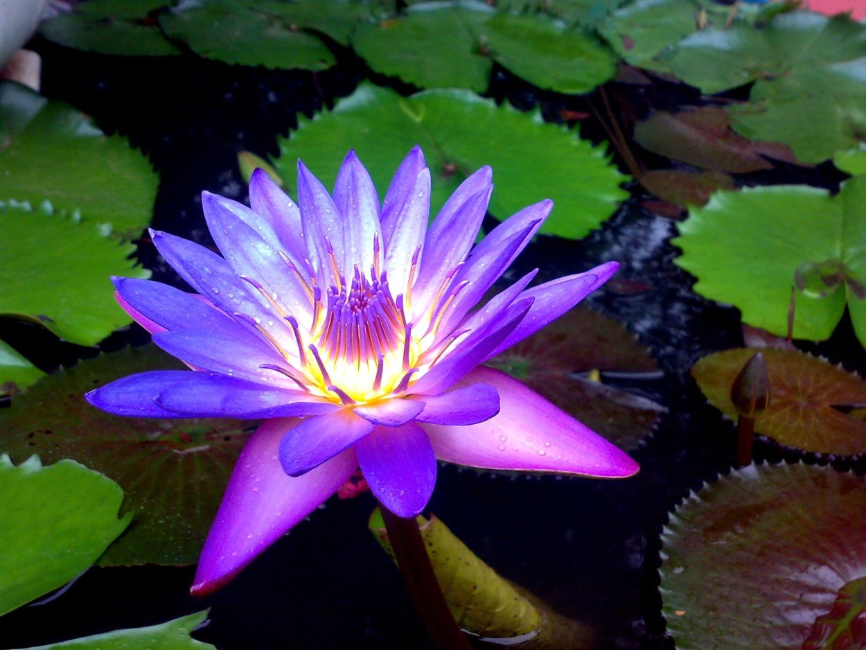 Лотос гидрофит