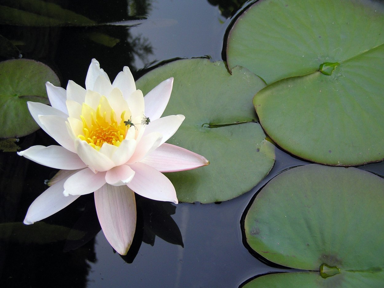 Водная растительность