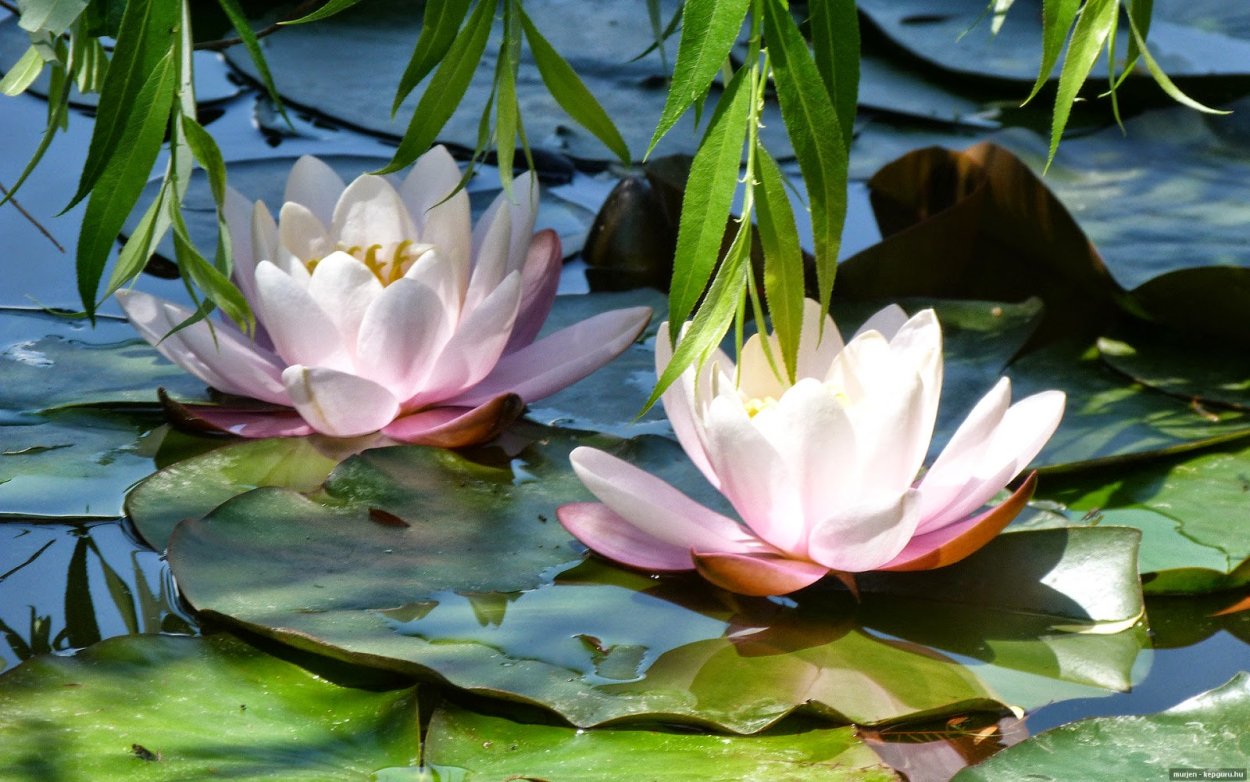 Лотос, кувшинки, Чилим