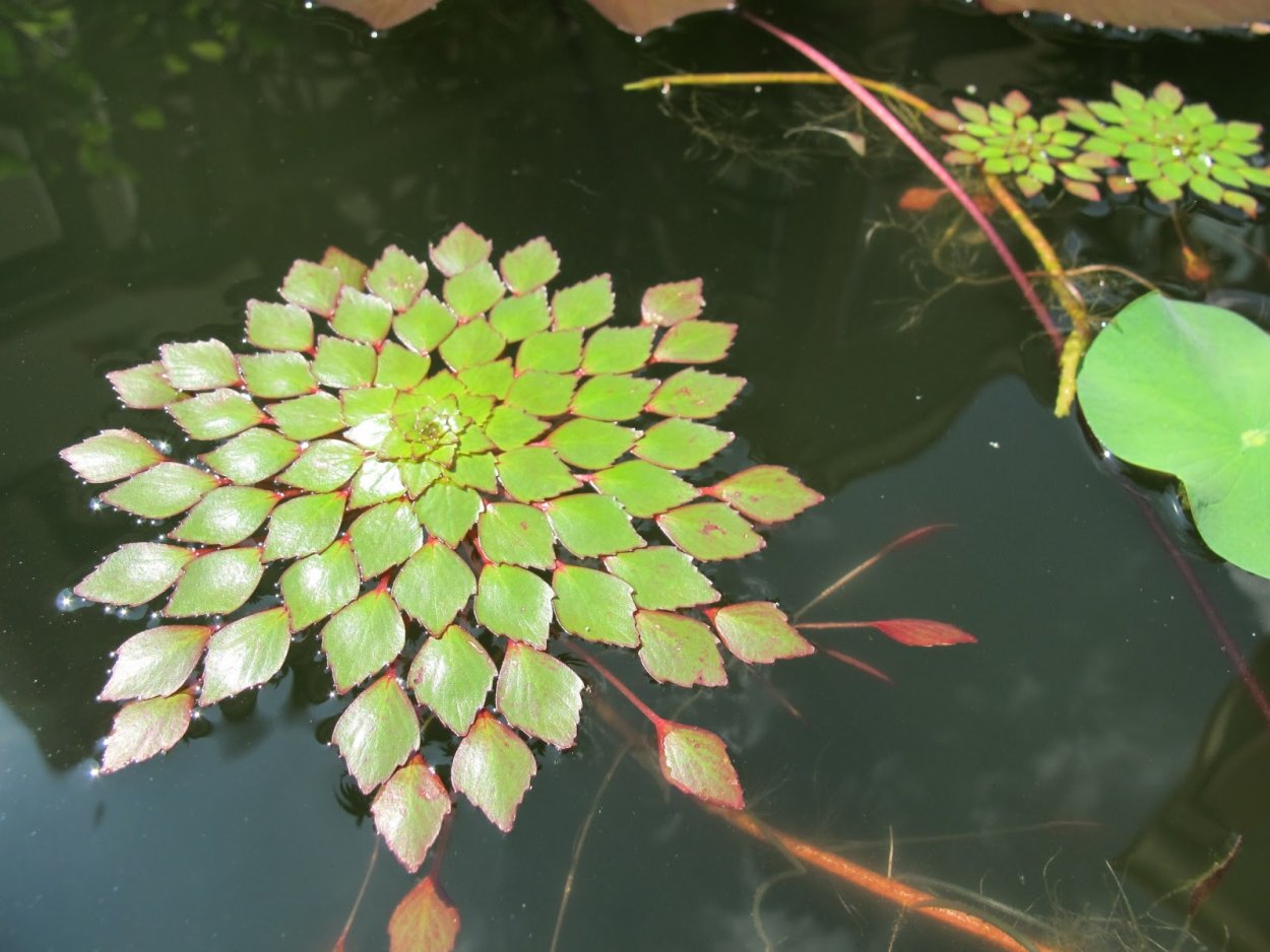 Гидрофиты стрелолист