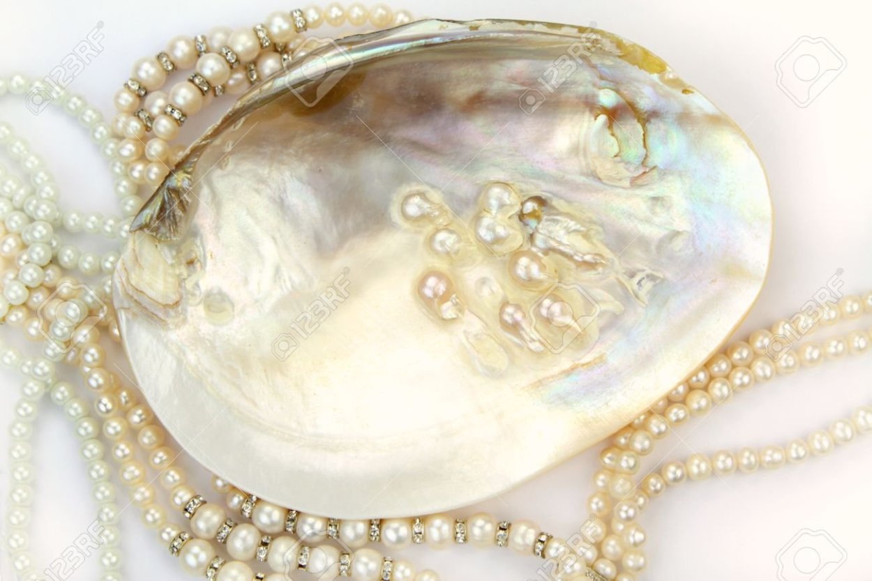 Черная Жемчужина моллюск