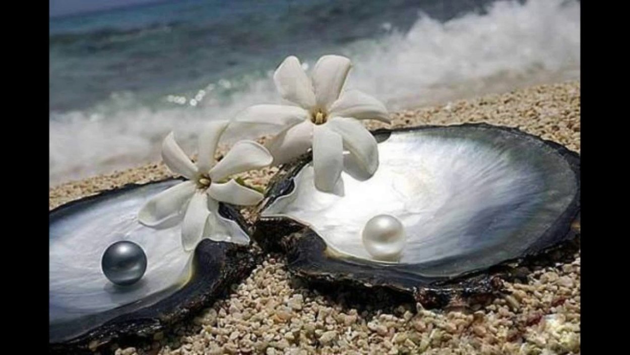 Жемчужина в ракушке с моллюском