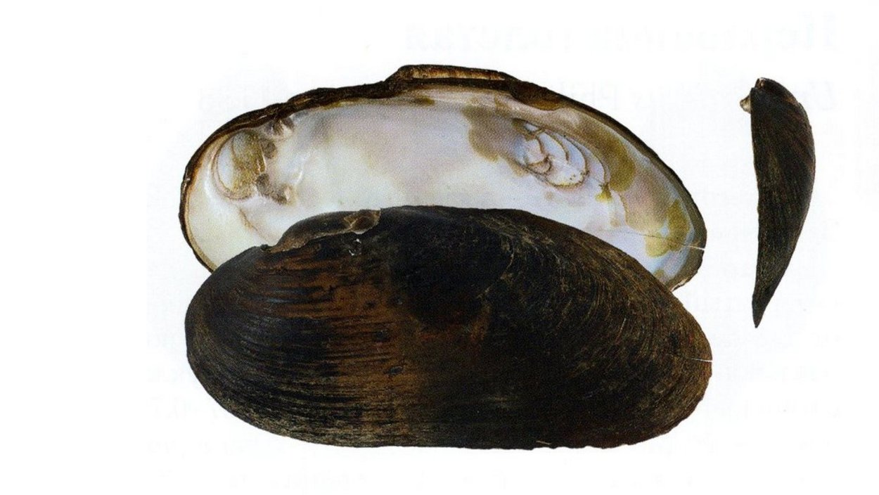 Морской гребешок жемчуг