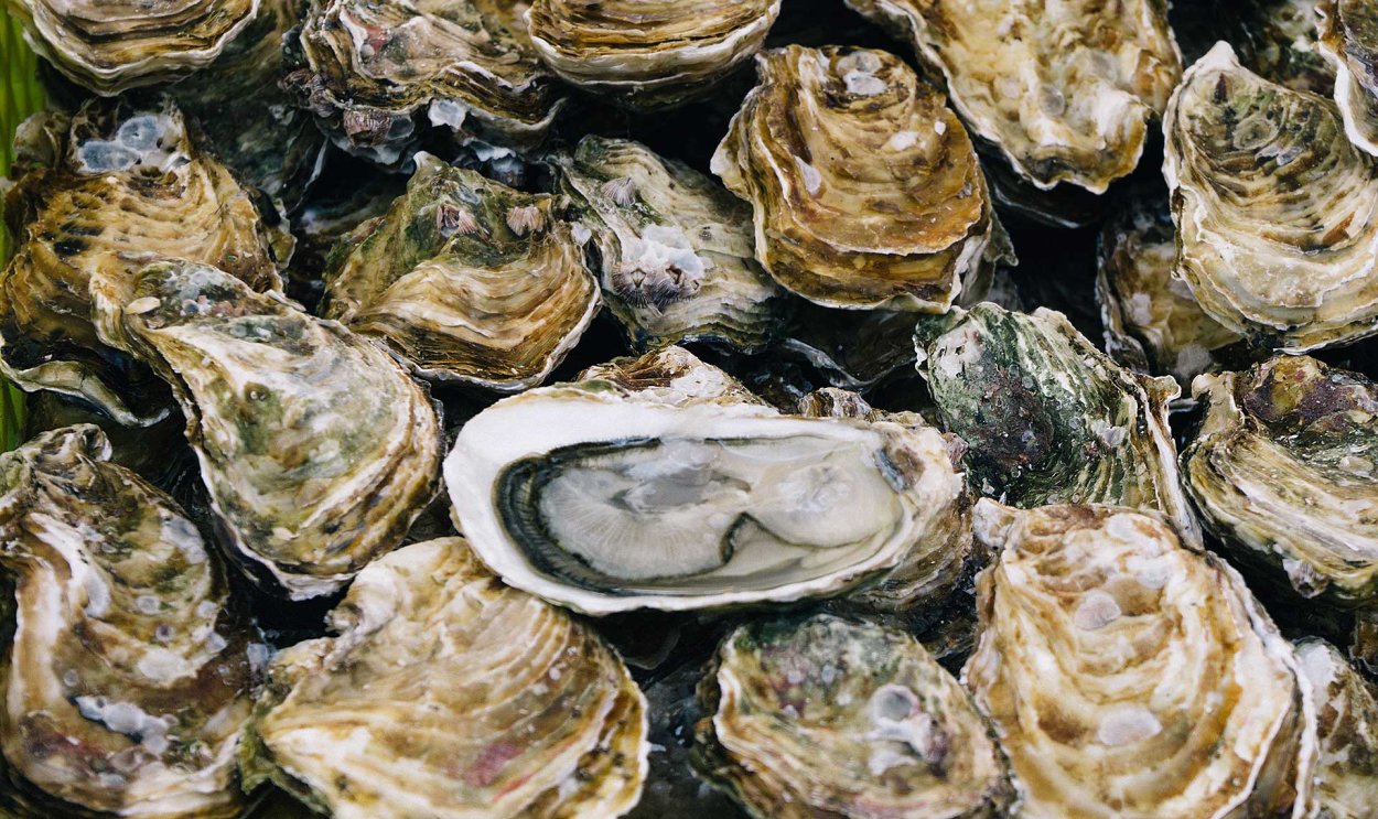 Ракушка Жемчужница Устрица