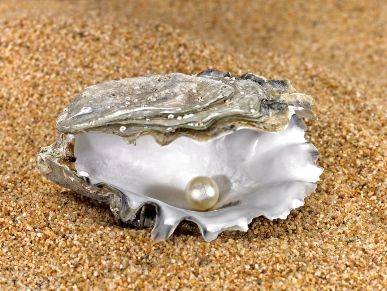 Черная Жемчужина в раковине