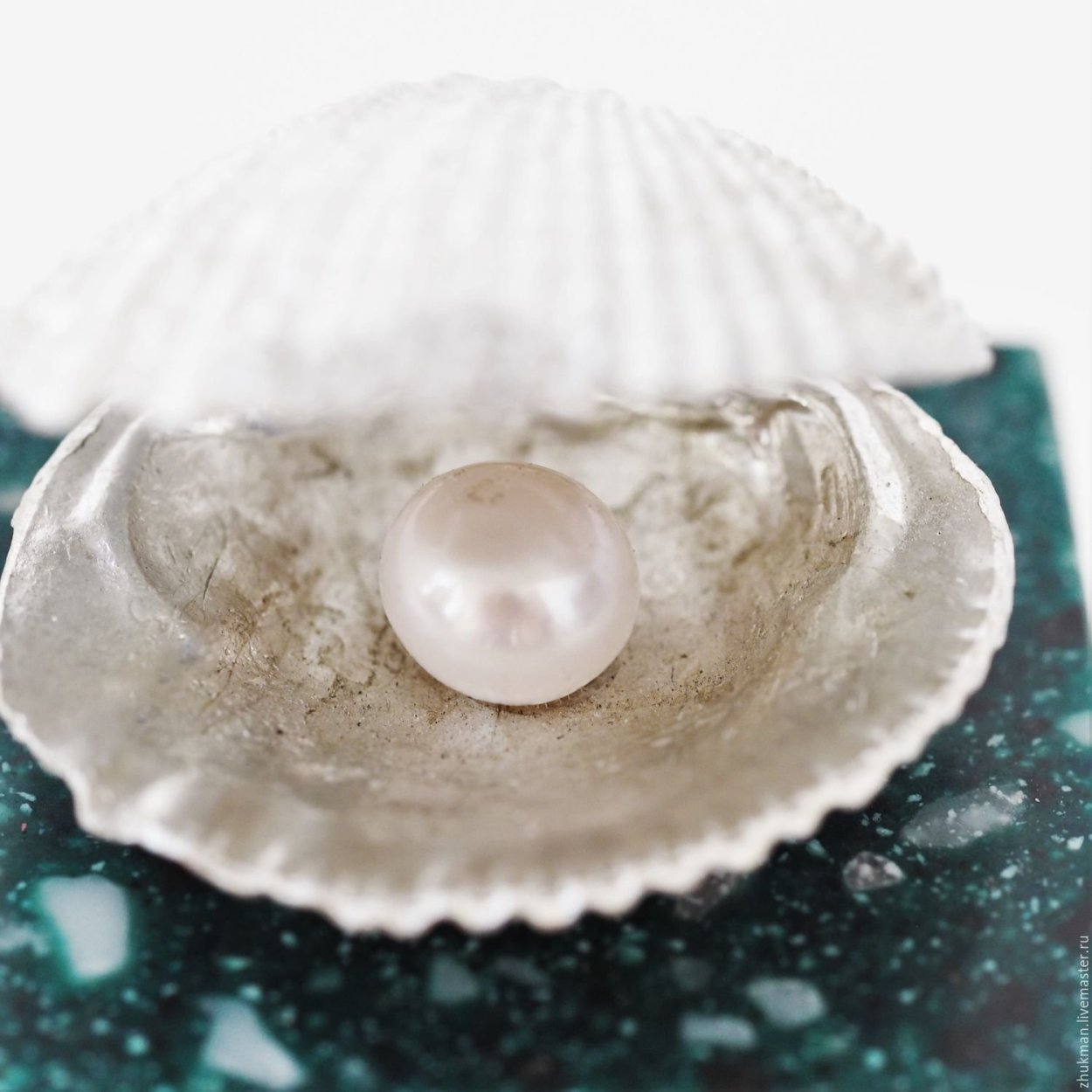 Жемчужница моллюск