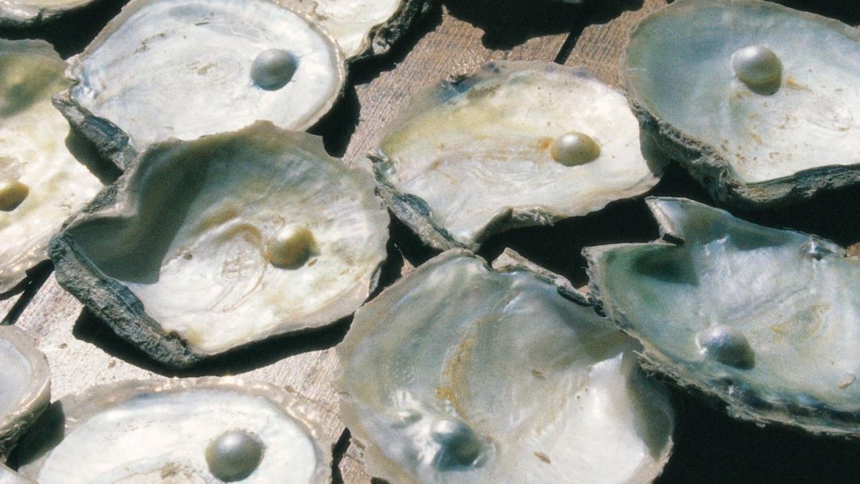 Жемчужная ферма Японии — Микимото