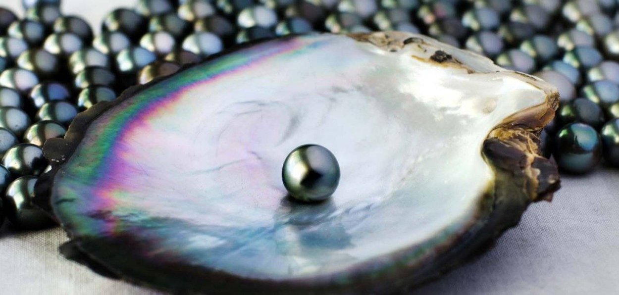 Морская Жемчужница моллюск