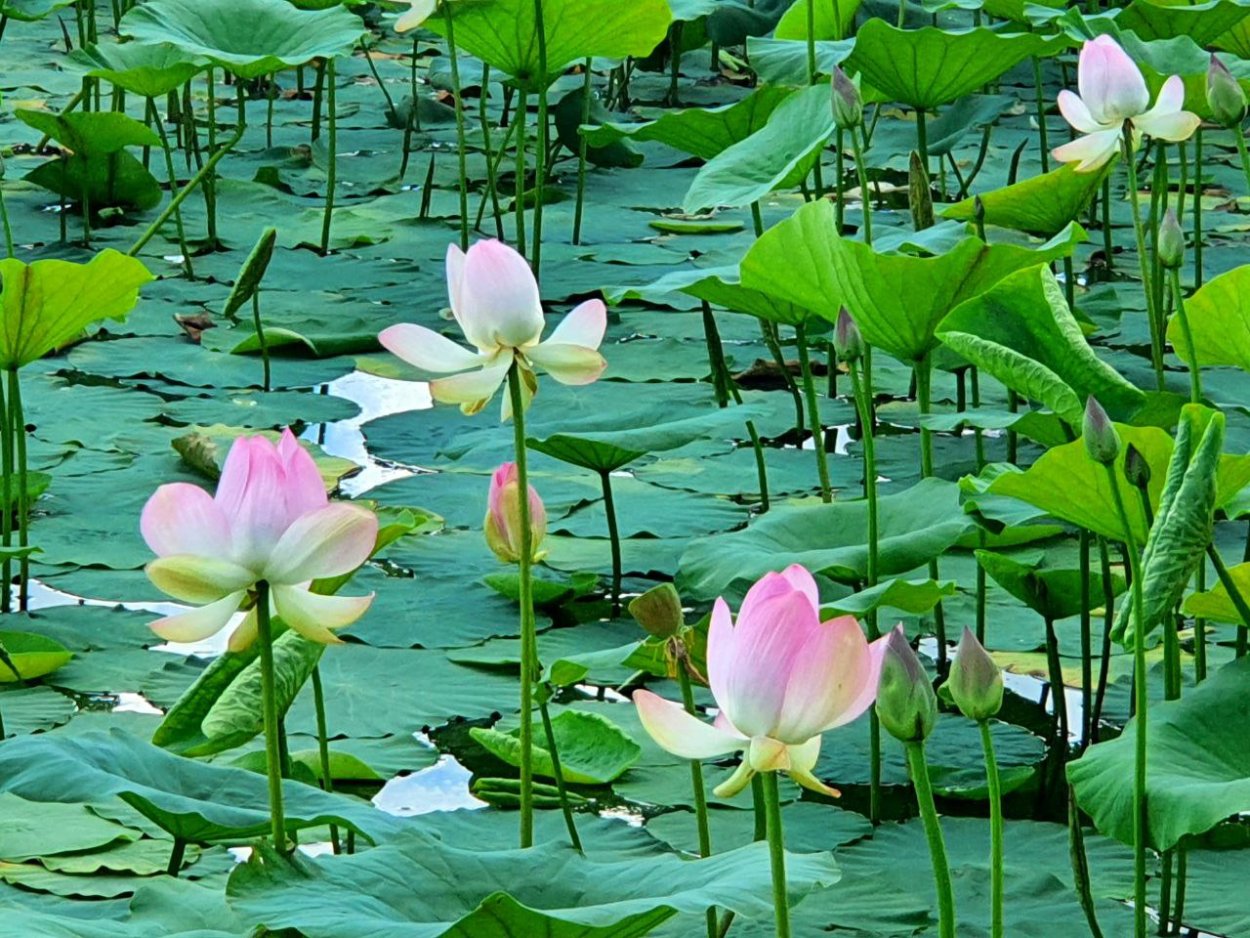 Лотос Комарова Приморский край