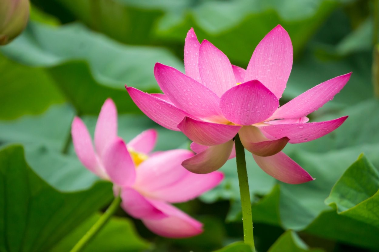 Одинокий Лотос