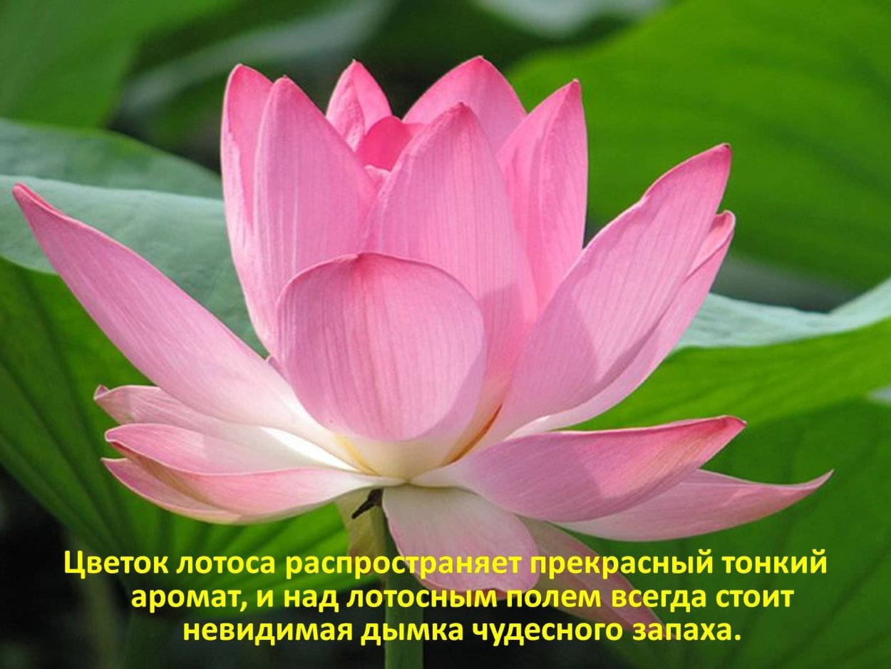 Озеро Лотос Приморский край