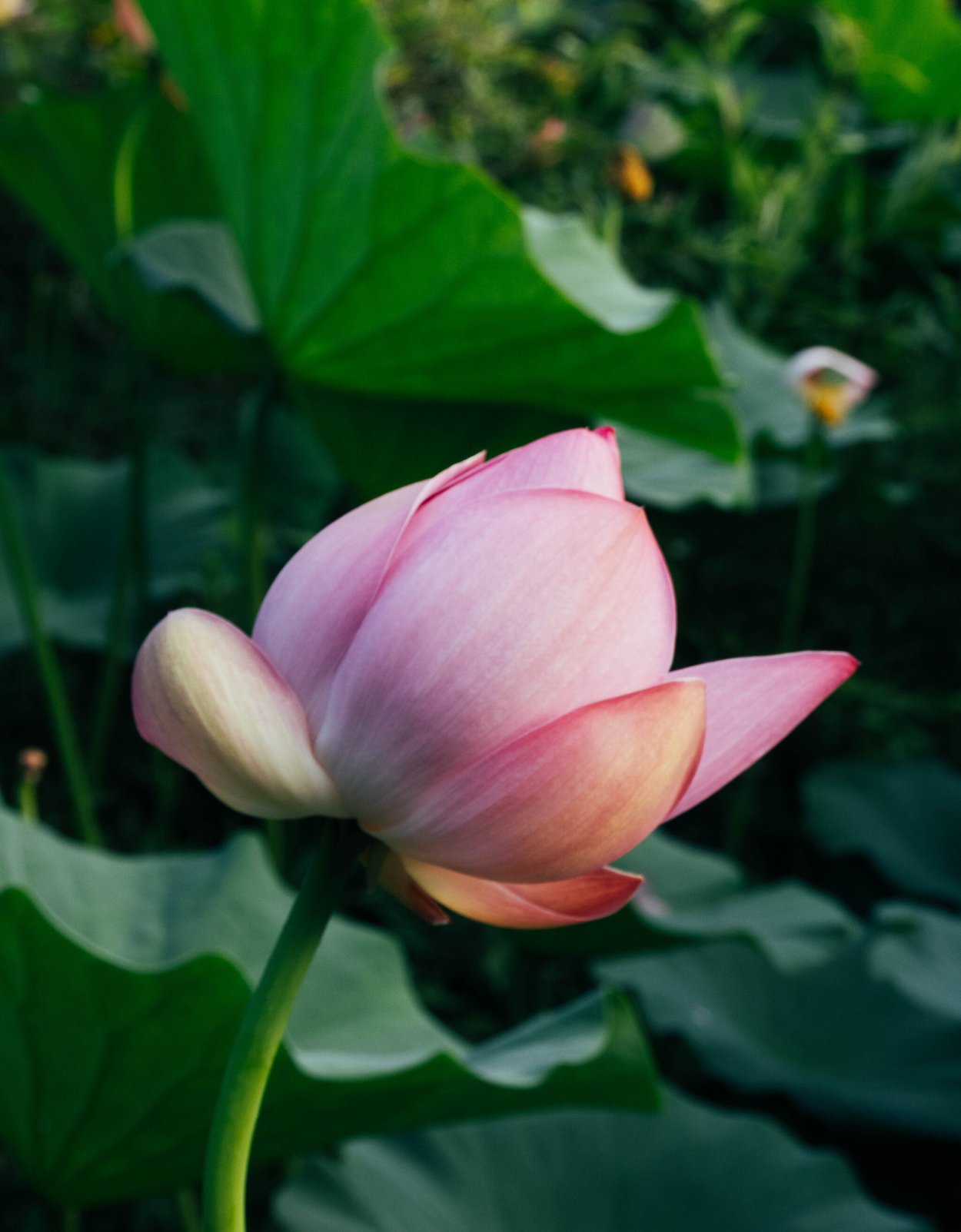 Озеро лотосов Уссурийск