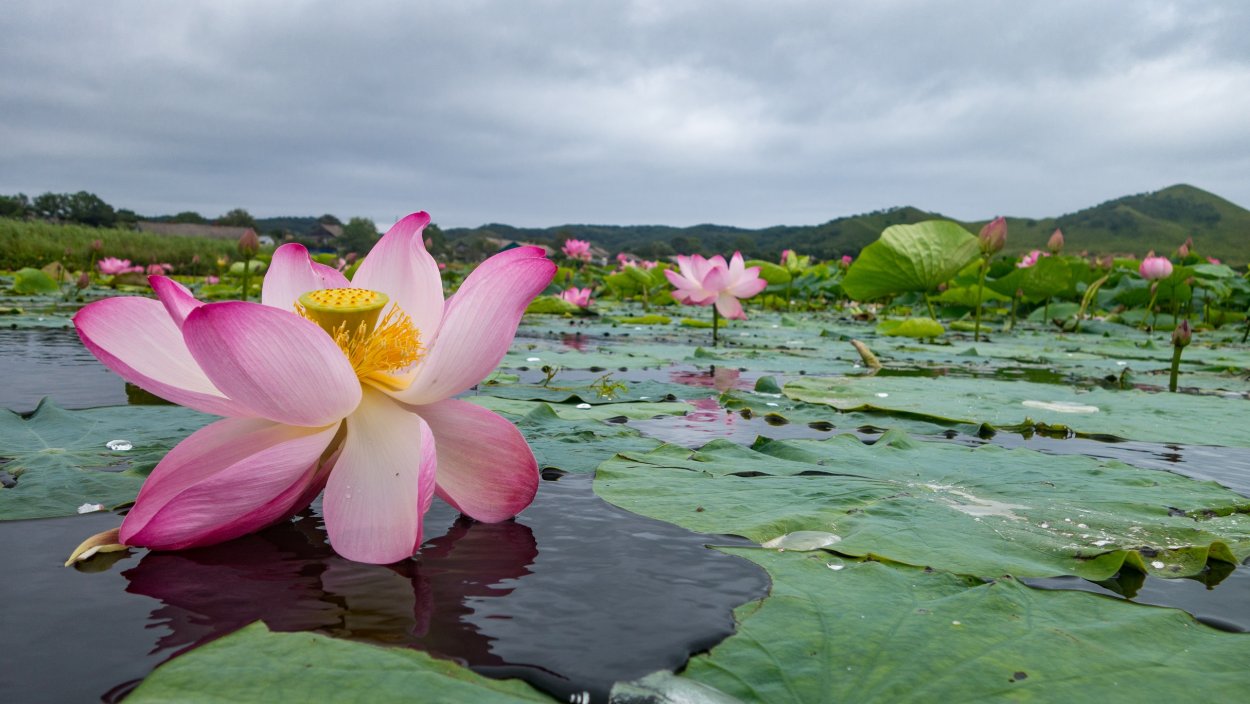 Лотос кальпалата Геншин