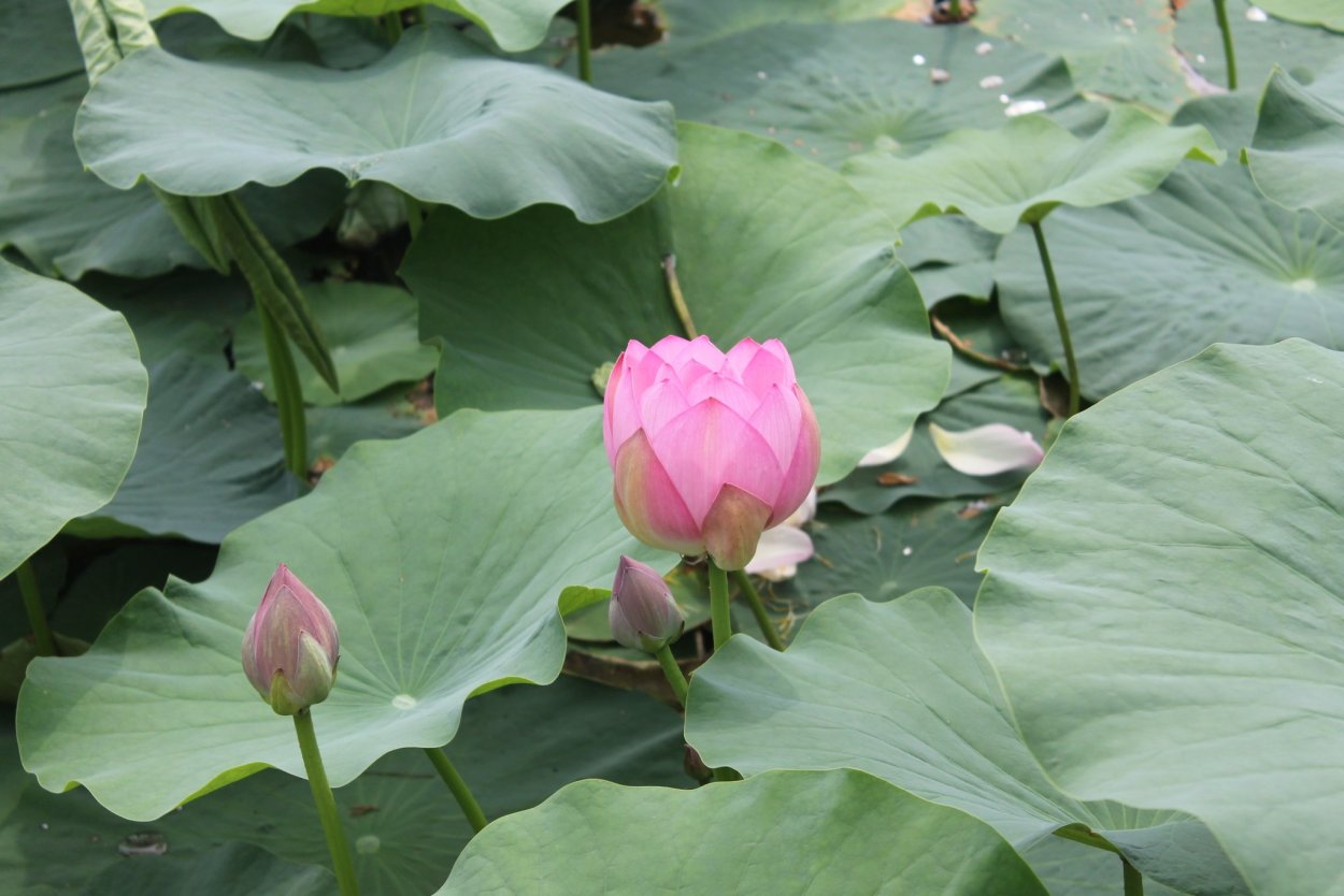 Нунуфар цветок