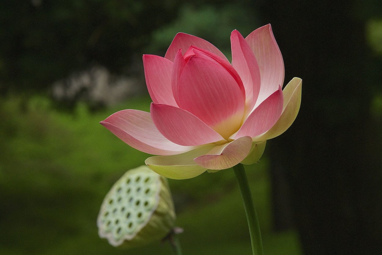 Галкино Хабаровский край Лотосы