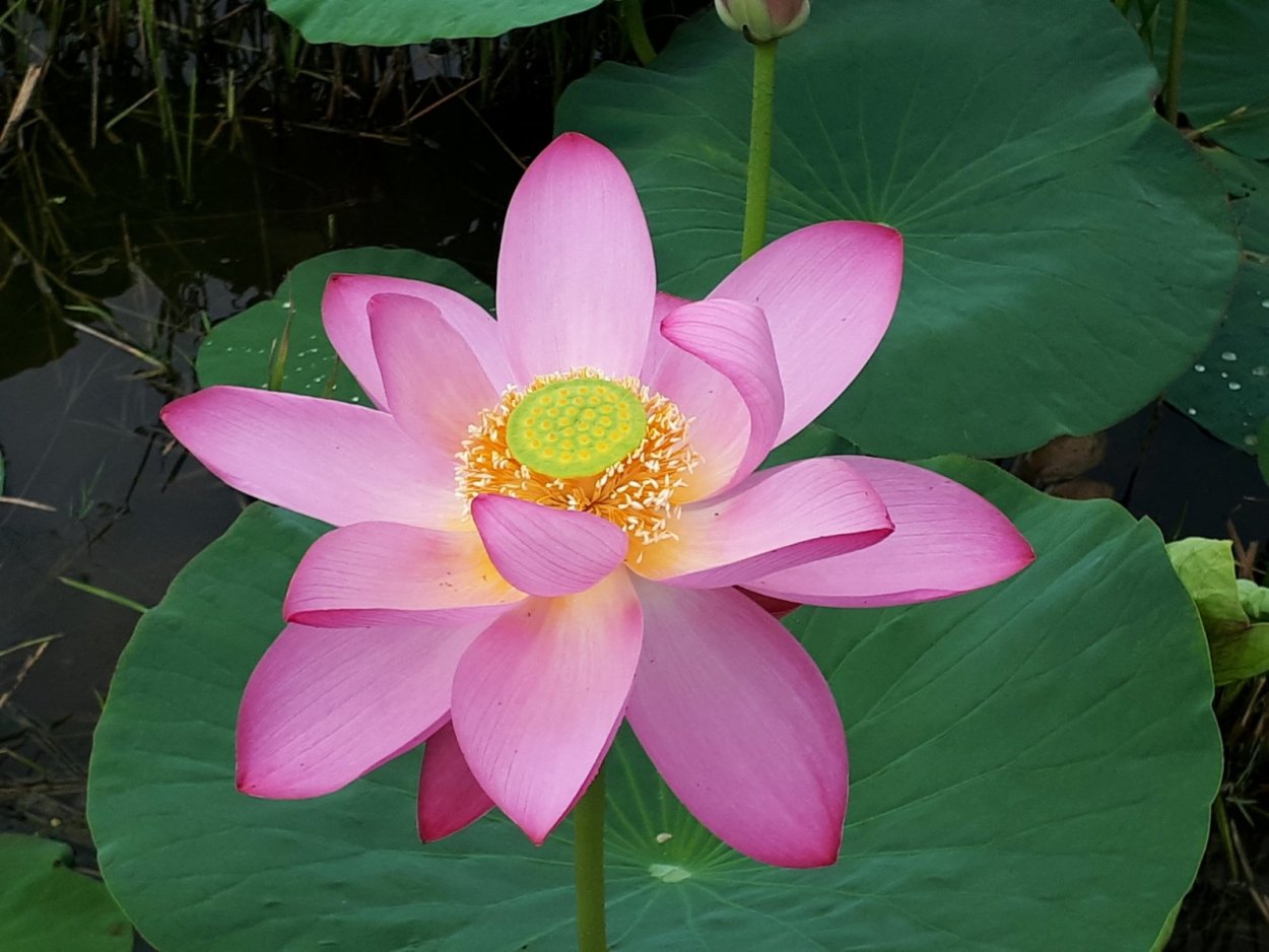 Лотос Комарова PNG