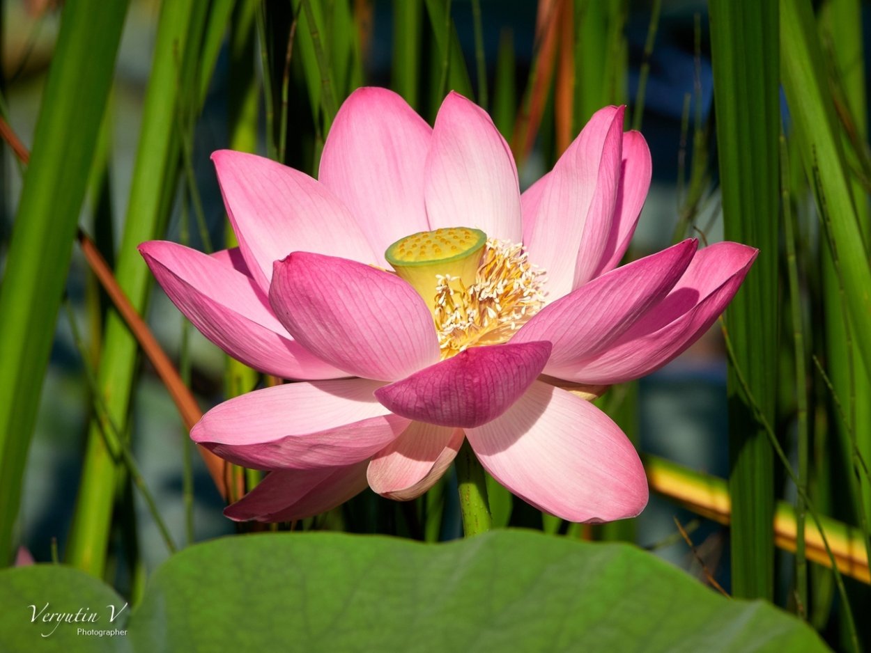 Лотос Комарова