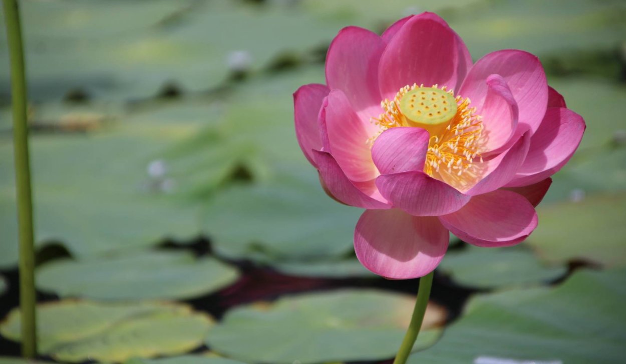 Река Уссури Лотосы