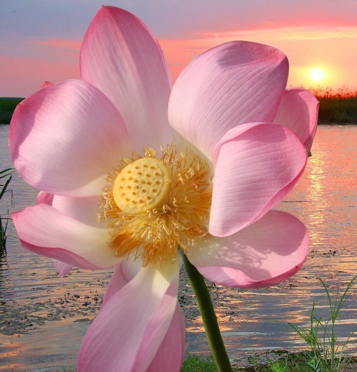 Лотос Комарова цветет