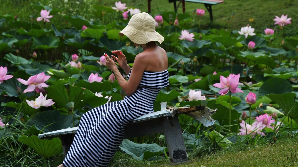 Лотос орехоносный фиолетовый