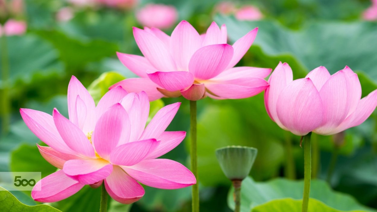 Лотос Комарова Хабаровский край