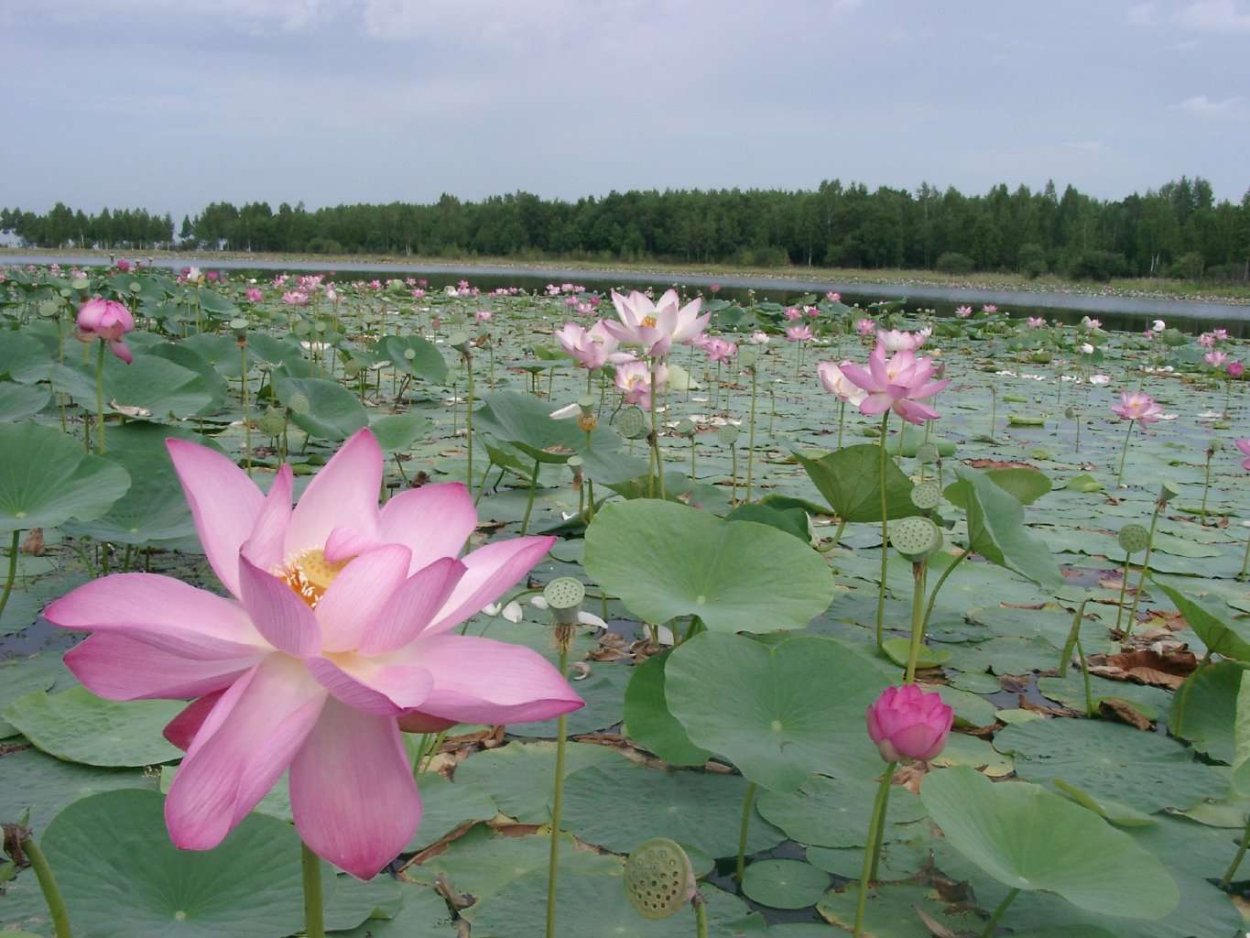 Лотос цветок