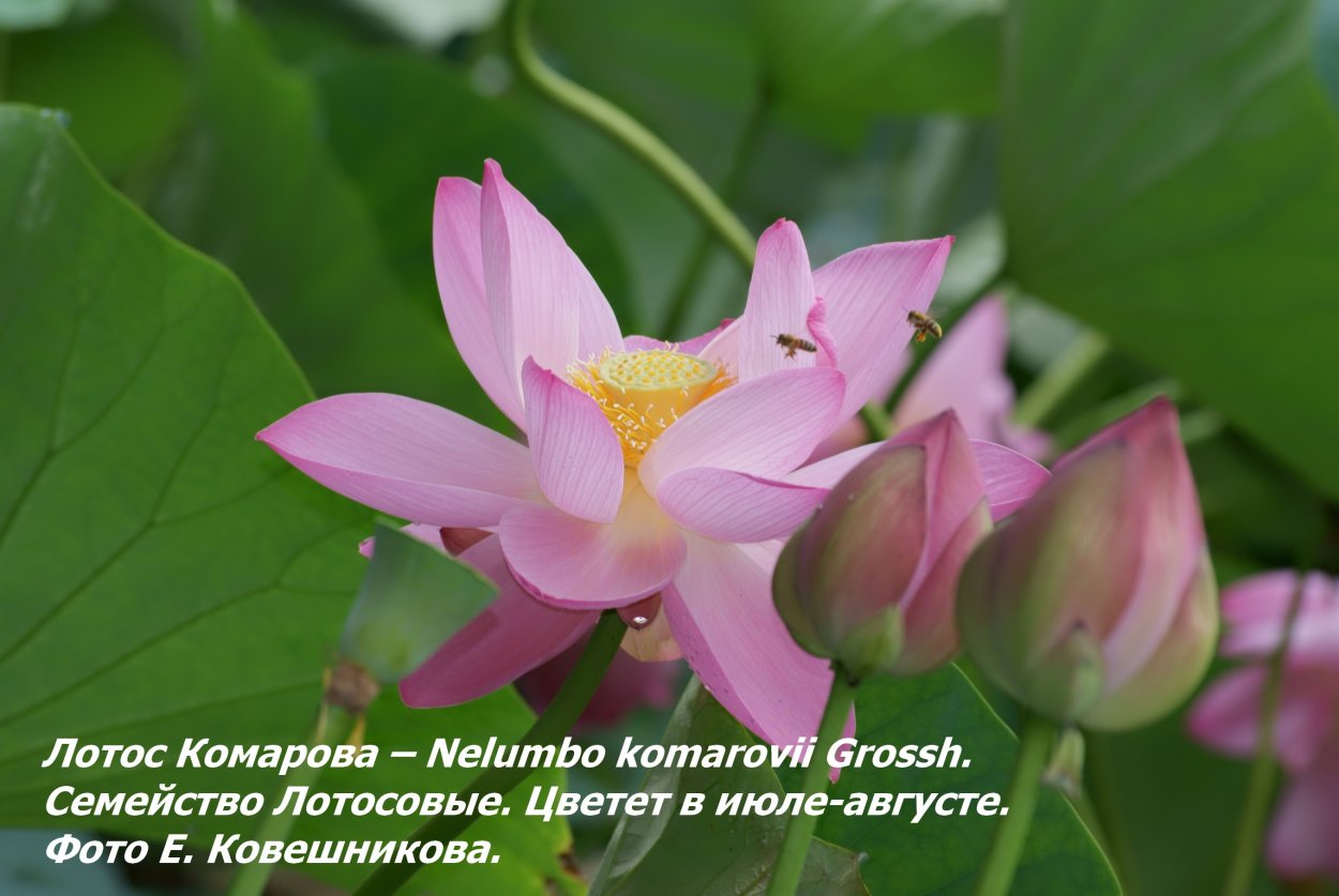 Цветение лотосов в Краснодарском крае