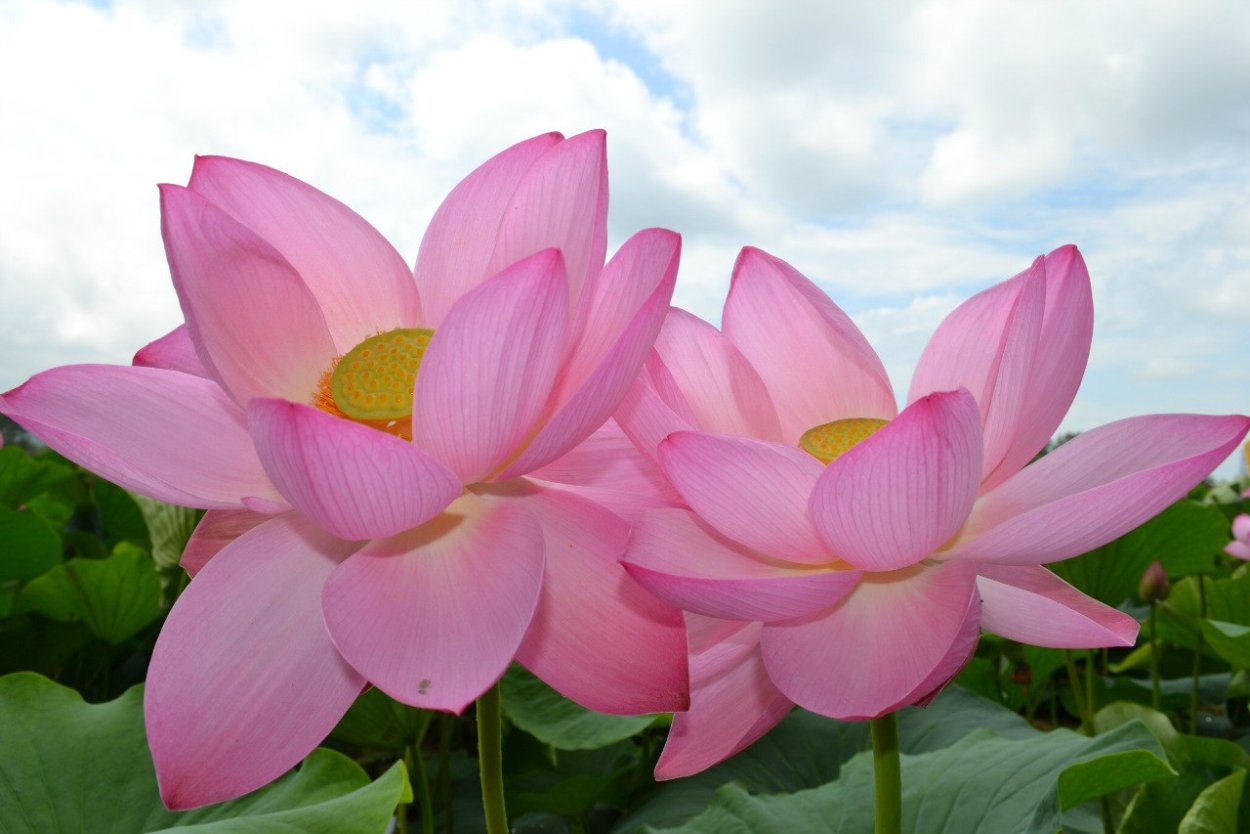 Лотос Комарова Амурская область