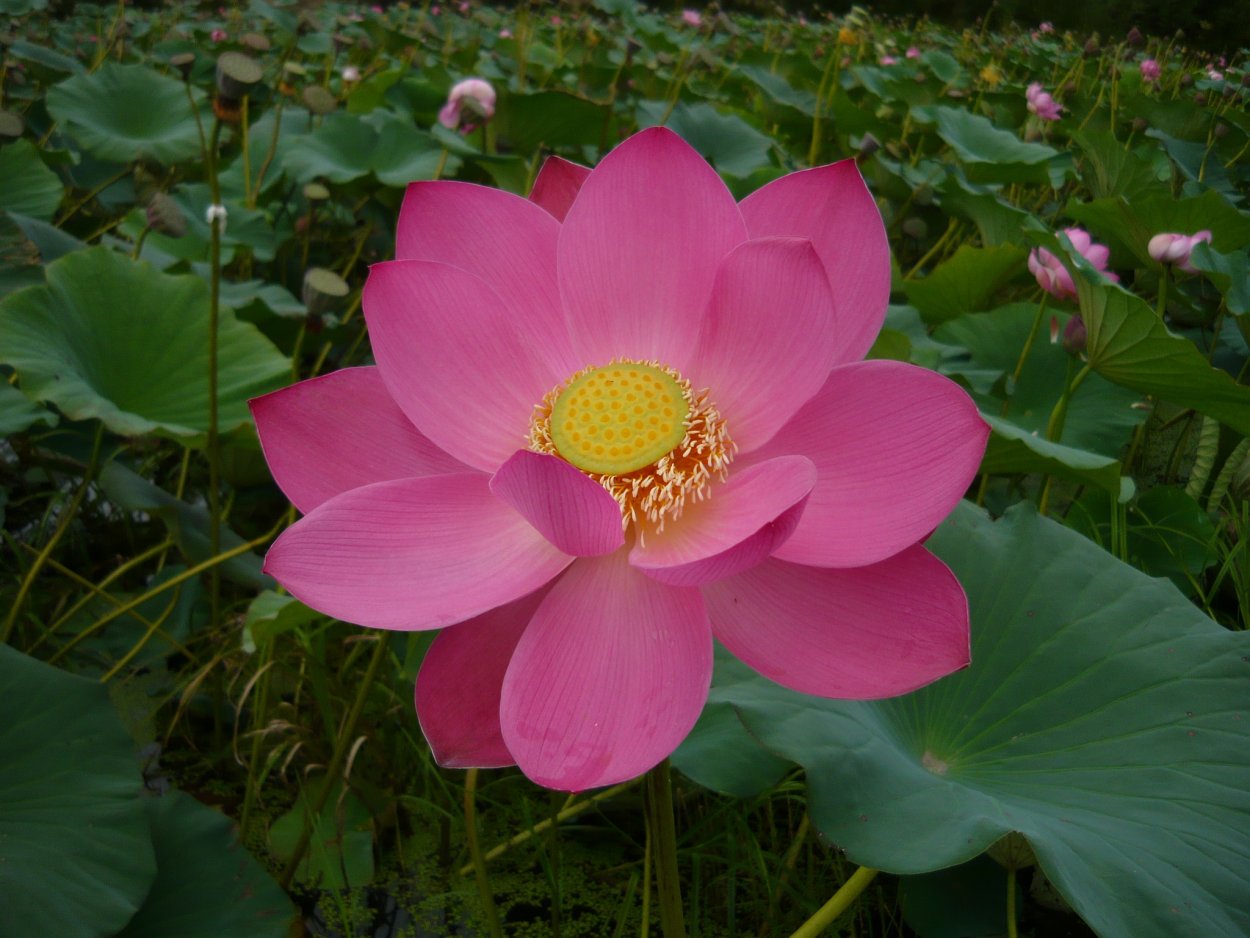 Лотос Комарова фото и описание