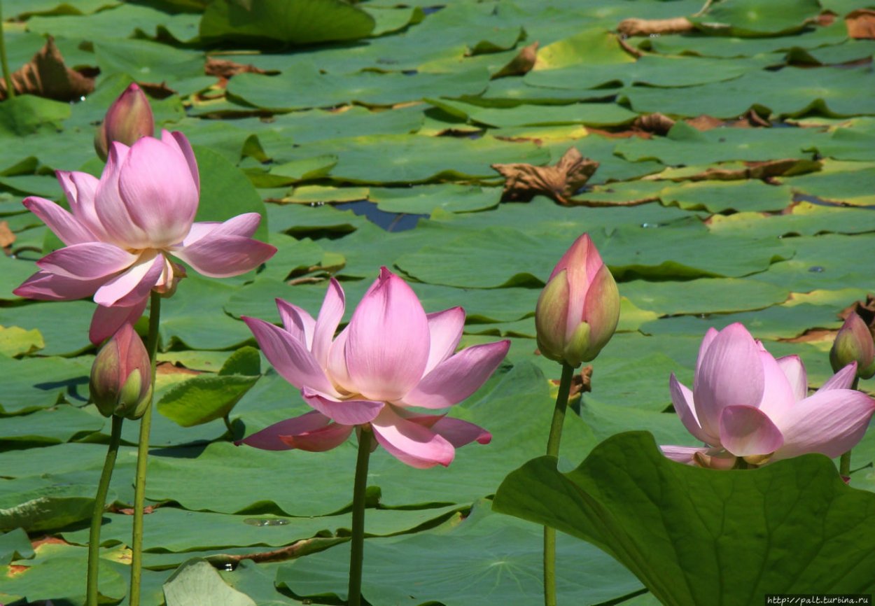 Орехоносный Цветущий Лотос