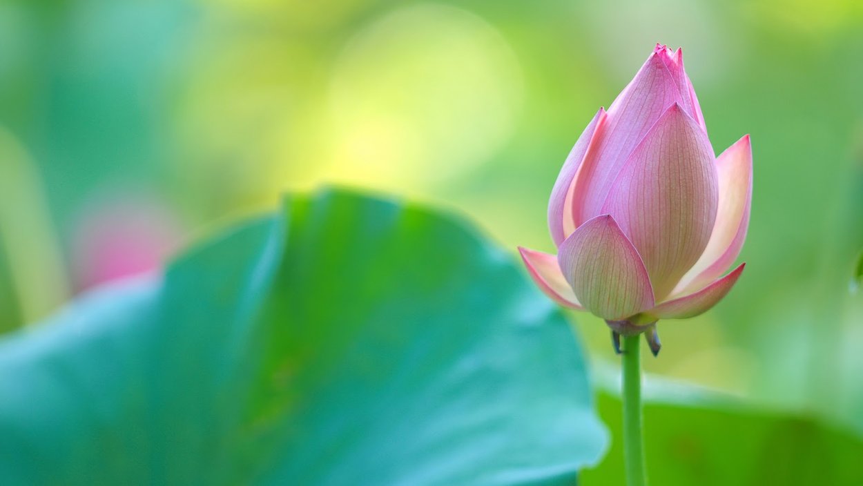 Лотос орехоносный цветок