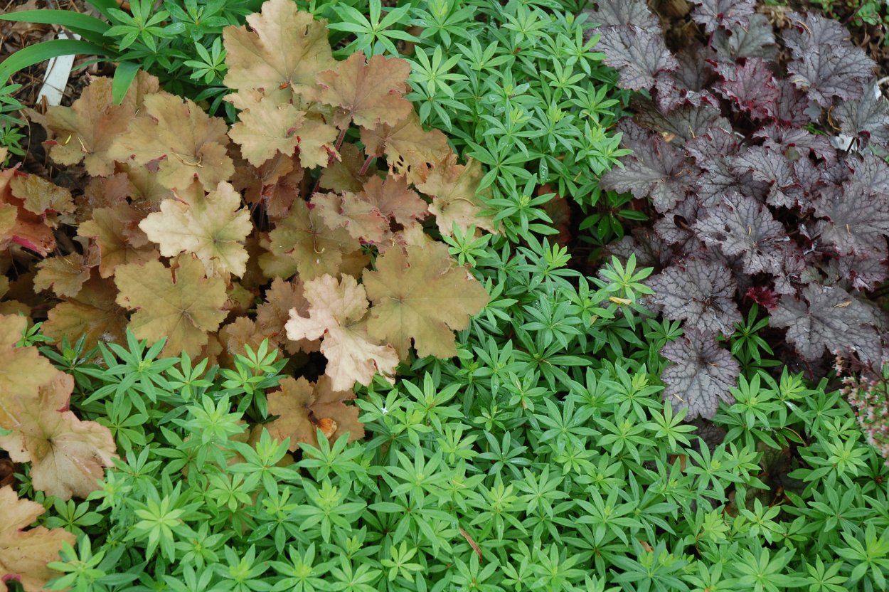 Теневыносливые почвопокровные многолетники