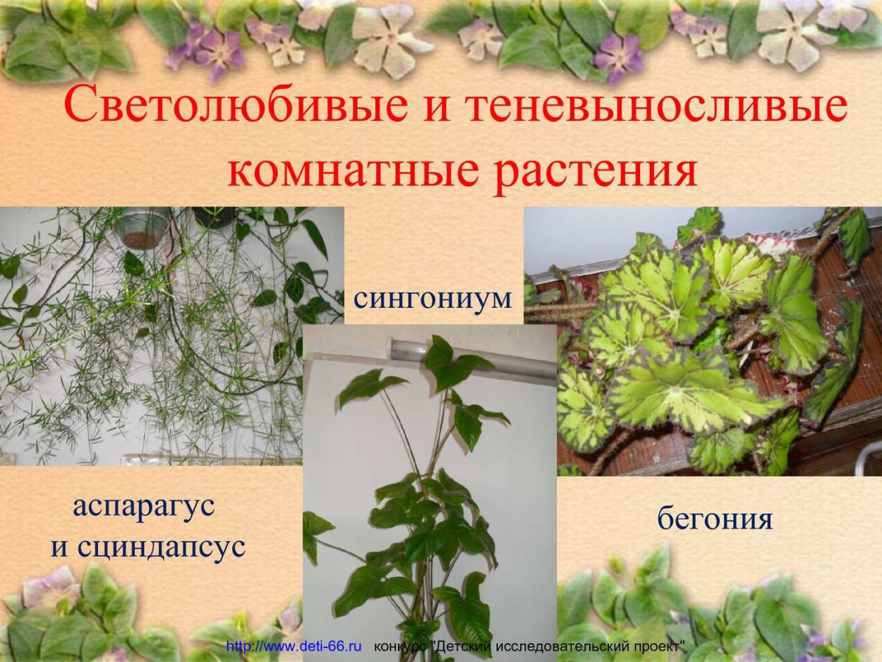 Комнатные растения светолюбивые тенелюбивые теневыносливые