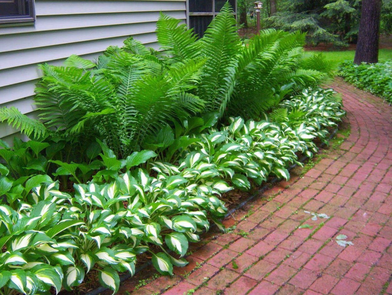 Клумба с папоротником и хостой