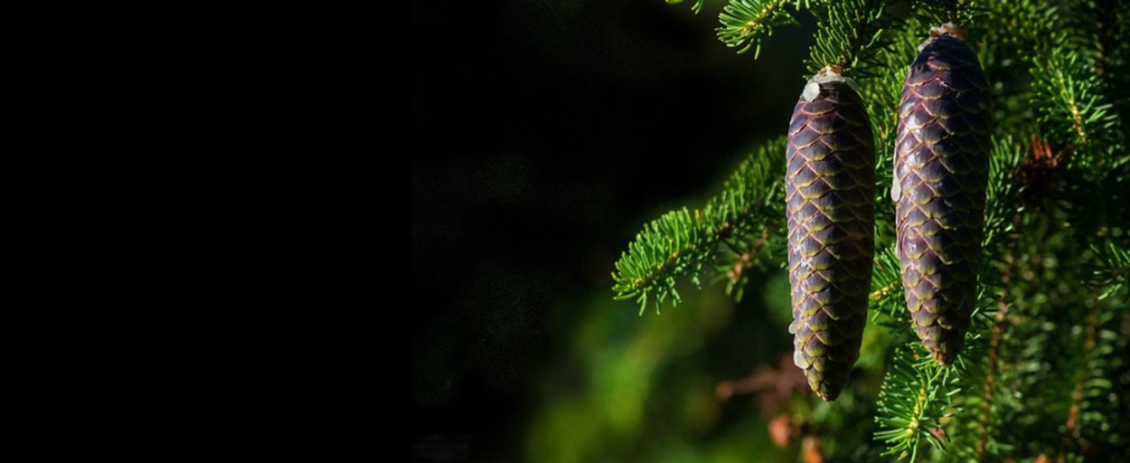 Тенелюбивые животные