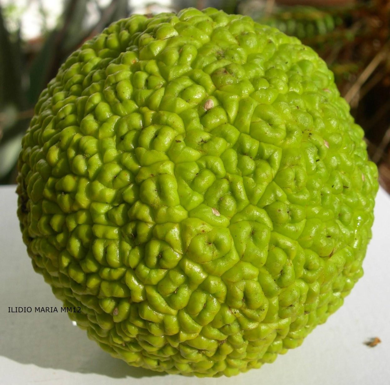 Маклюра Крымская