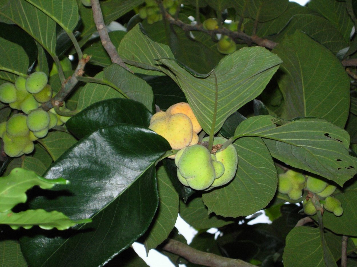 Artocarpus lacucha