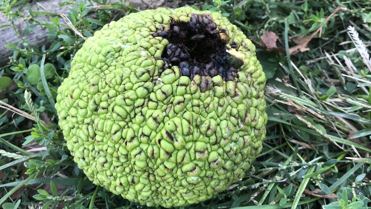 Обезьяний хлеб растение в Баку