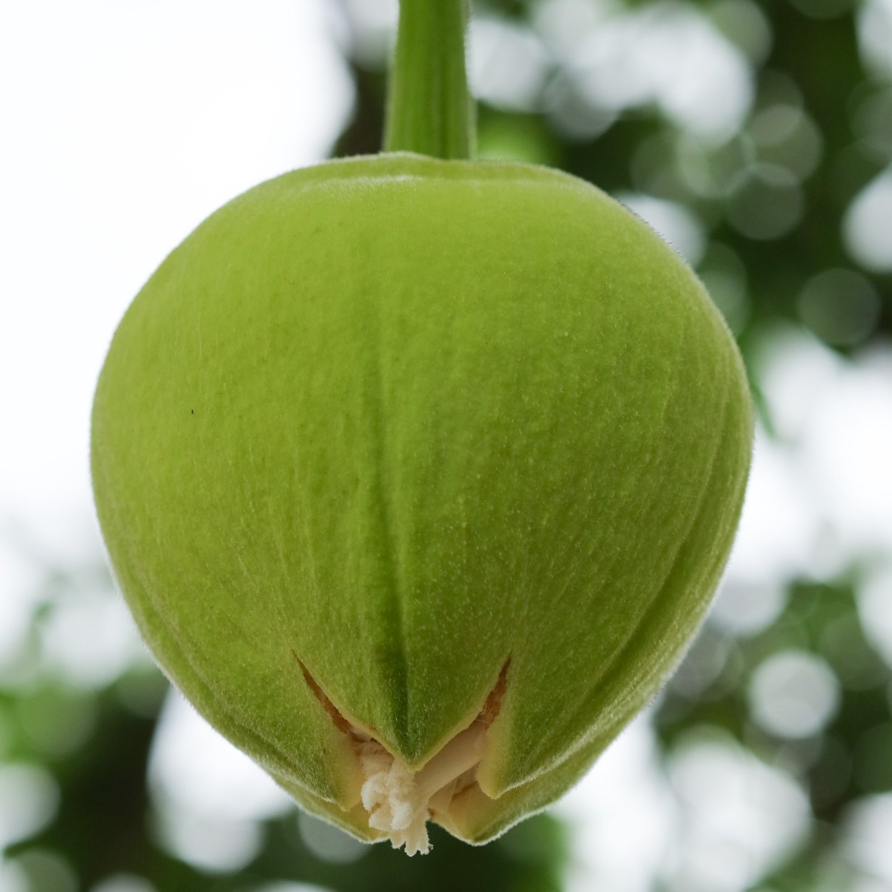 Обезьяний хлеб баобаб