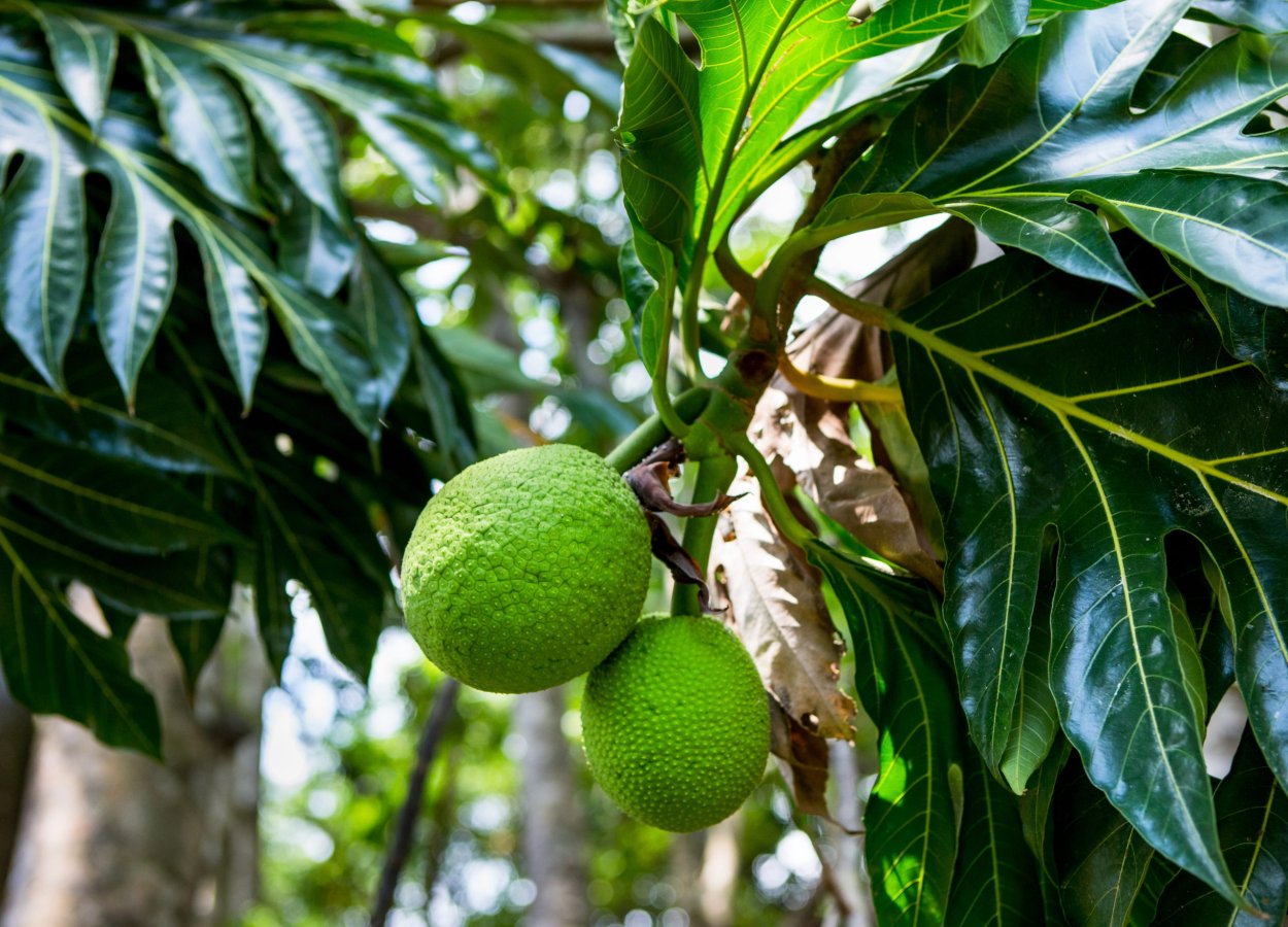 Обезьяний хлеб плод