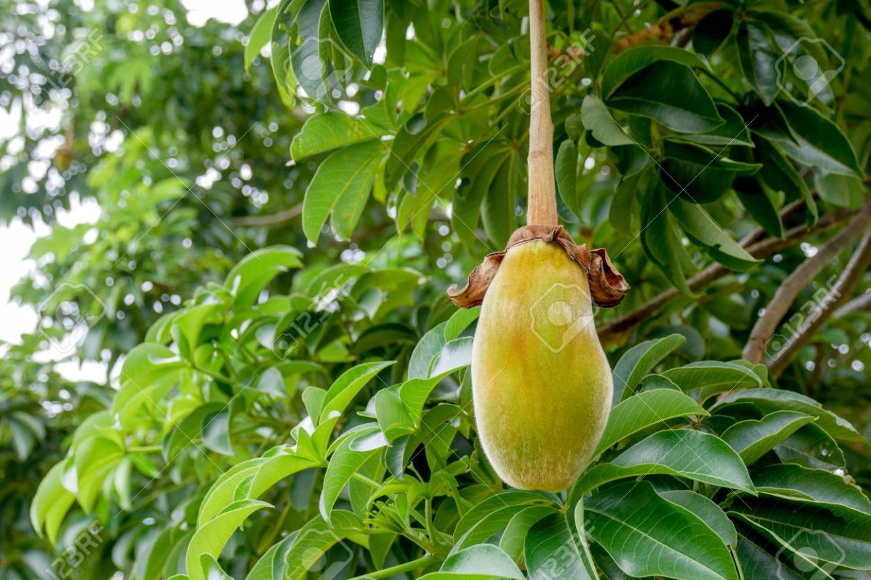 Плоды баобаба фото